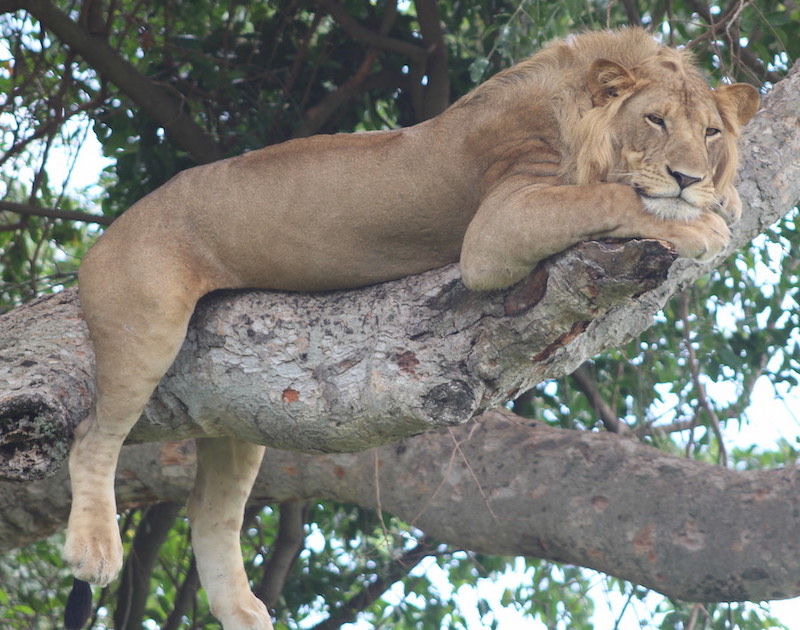Tree Climbing Lion in Queen Elizabeth Park Uganda