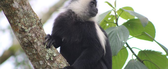 Colobus-monkey-nyungwe-forest-rwanda-primates-safari