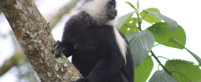 Colobus-monkey-nyungwe-forest