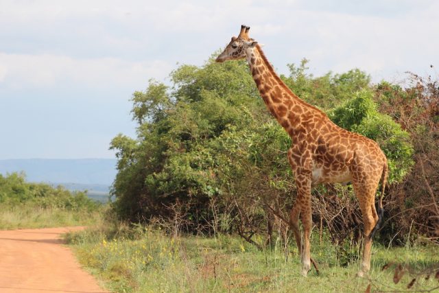 Giraffe-in-akagera-park
