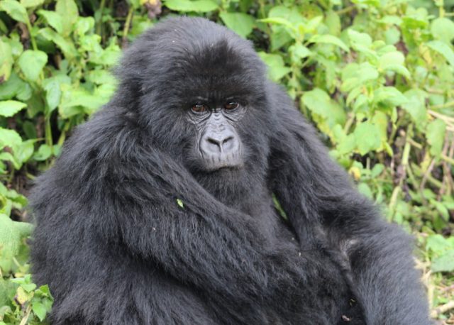 gorilla-in-rwanda