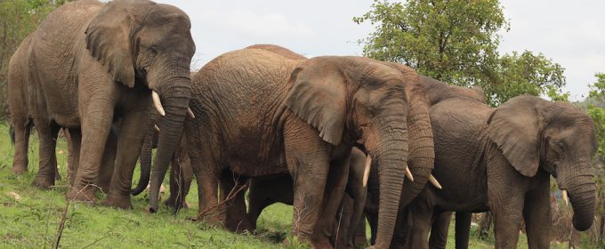Africa Safari Tours-rwanda safari