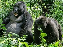 Rwanda Gorilla Safari