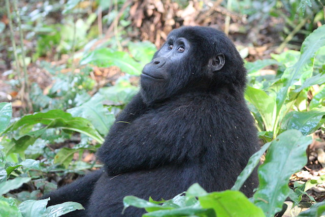 Rwanda Gorilla Safari