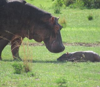 Best Gorilla Safari Rwanda