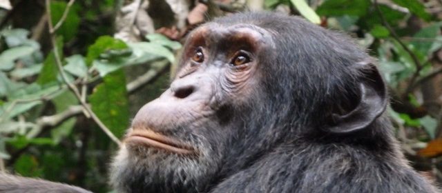 Chimp kibale forest with Gorilla Trekking