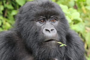 Mountain gorilla -Rwanda wildlife safari