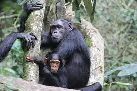 Chimpanzees in Kibale Forest National park - Uganda Primate Safari