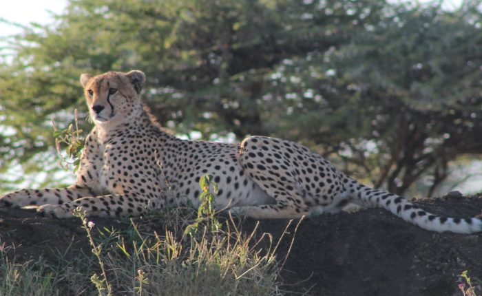 Cheetah in Serengeti National park