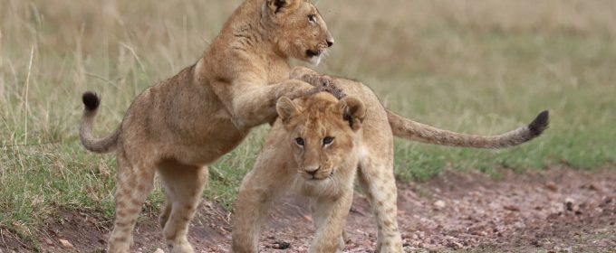 Lion cubs-in-maasai-mara-Kenya-safari