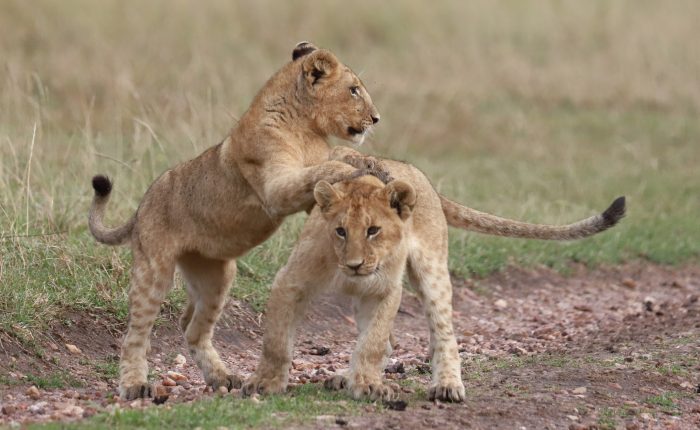 Lion cubs-in-maasai-mara-Kenya-safari
