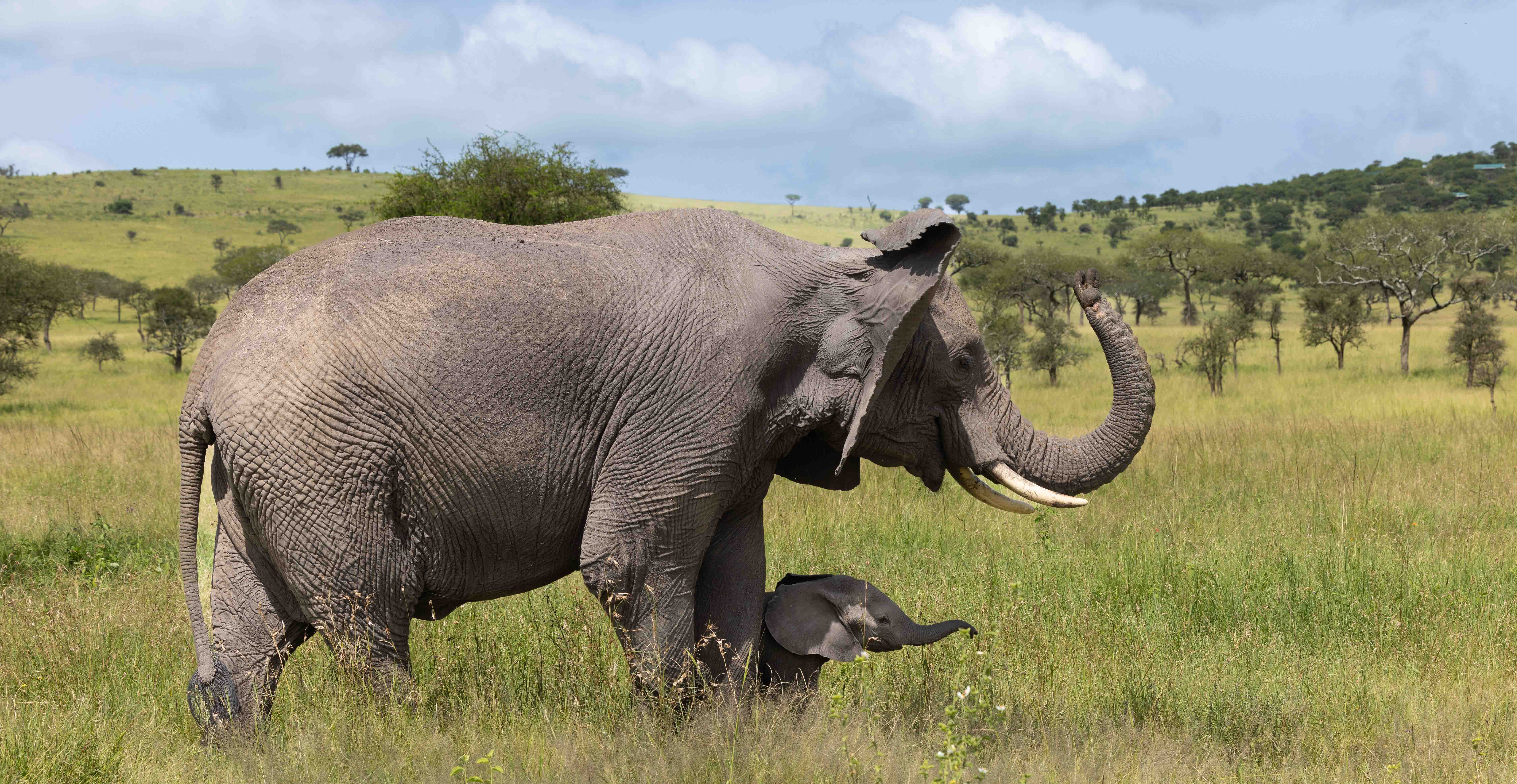 Elephant with baby in Serengeti national park.