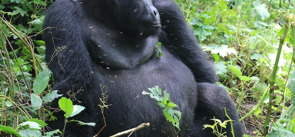 gorilla trekking-rwanda-and-uganda-gorilla