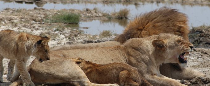 TANZANIA AND KEYA SAFARI - LION IN SERENGETI