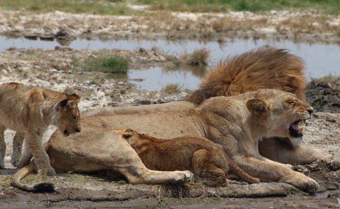 TANZANIA AND KEYA SAFARI - LION IN SERENGETI